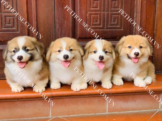 Chó Corgi Chân Lùn - Bảng Giá Chó Corgi Mới Nhất