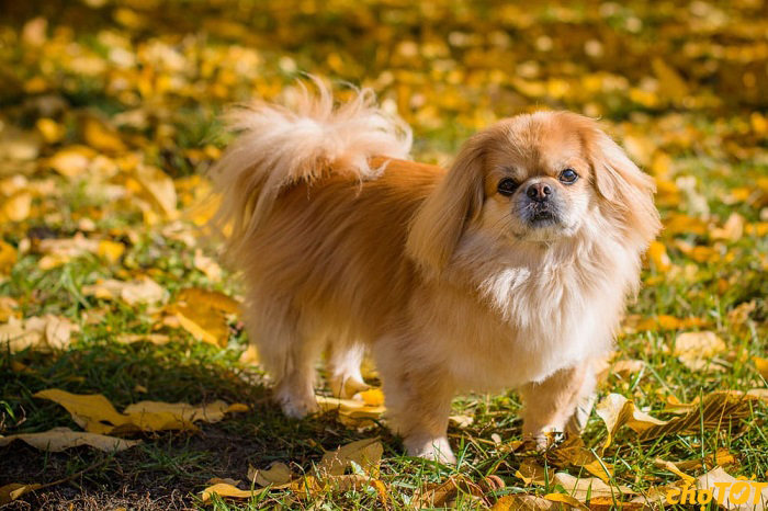 Mua Bán Chó Bắc Kinh Đẹp, Chó Pekingese Thông Minh Giá Tốt