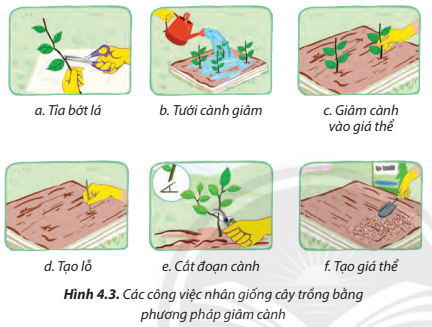 Giải Công nghệ 7 Bài 4 (Chân trời sáng tạo): Nhân giống cây trồng bằng phương pháp giâm cành