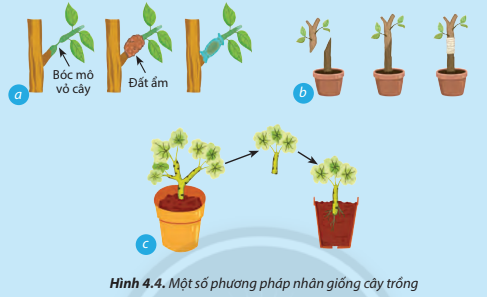 Giải Công nghệ 7 Bài 4 (Chân trời sáng tạo): Nhân giống cây trồng bằng phương pháp giâm cành