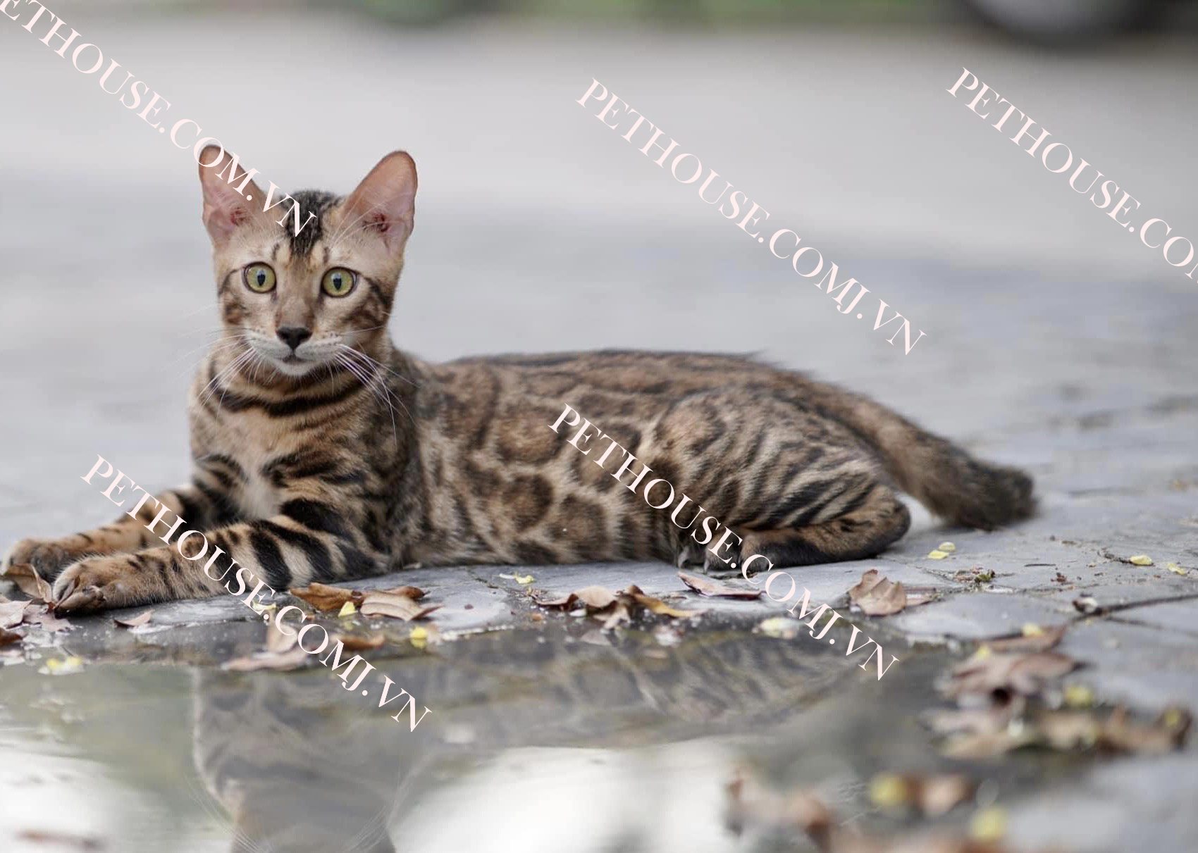 Mèo Bengal - Pet House - Cửa hàng thú cưng và phụ kiện