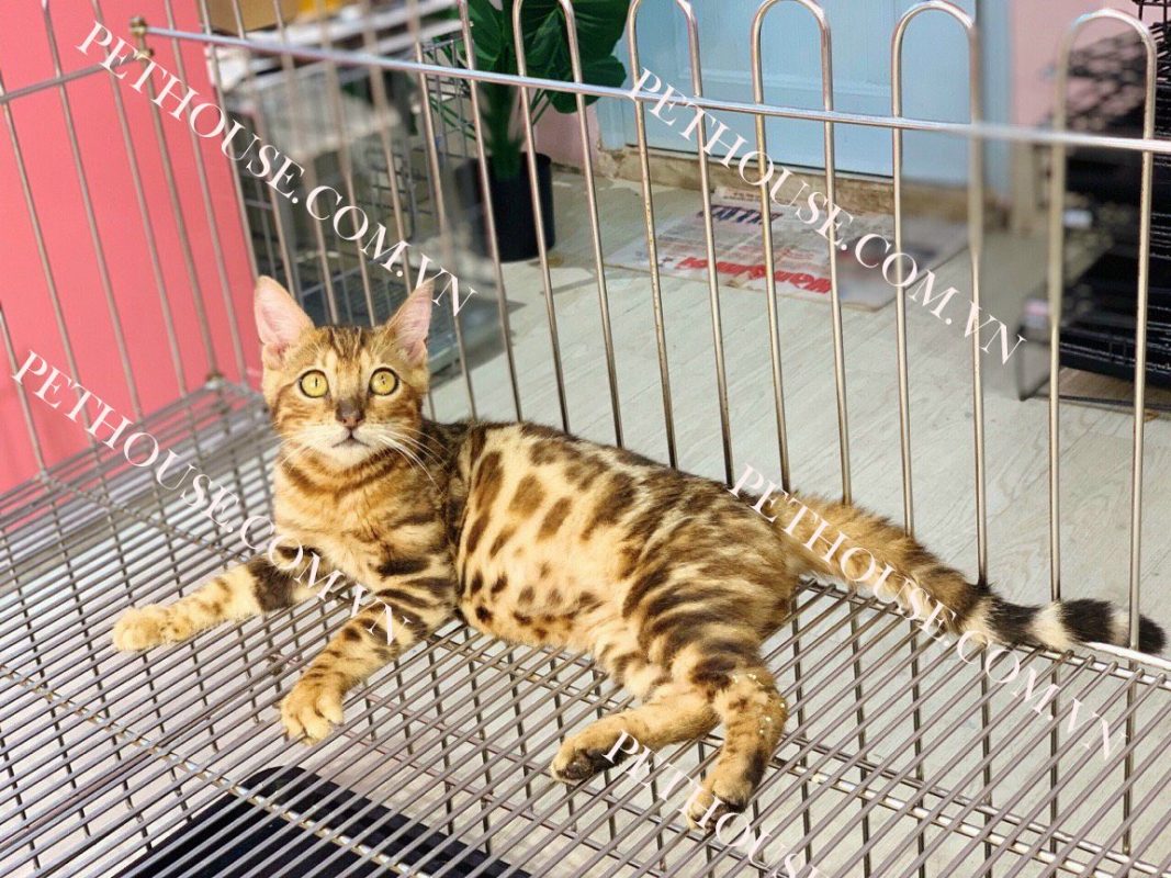 Mèo Bengal - Pet House - Cửa hàng thú cưng và phụ kiện