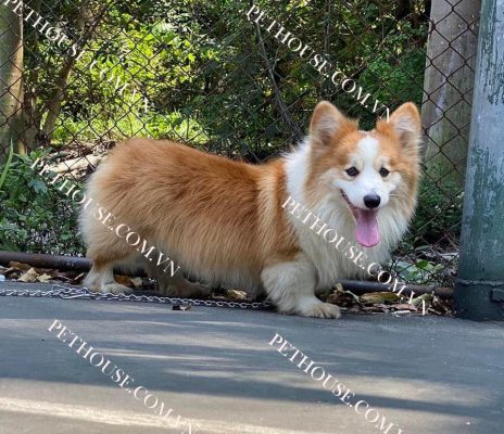 Chó Corgi Chân Lùn - Bảng Giá Chó Corgi Mới Nhất