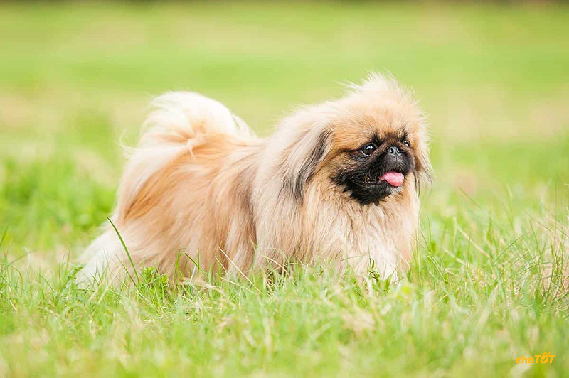 Mua Bán Chó Bắc Kinh Đẹp, Chó Pekingese Thông Minh Giá Tốt