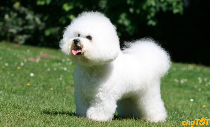 Giống Chó Bichon Frise Thuần Chủng, Lai Khỏe Mạnh, Giá Rẻ