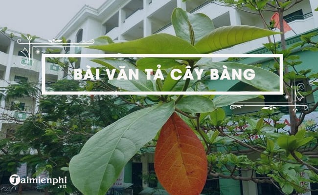 Đề bài: Miêu tả về hình ảnh của cây bàng trong sân trường của bạn.