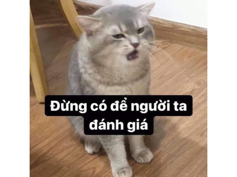 Ảnh meme đánh nhau, meme mèo đánh nhau troll bạn bè