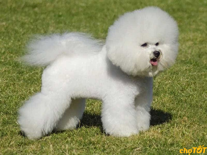 Giống Chó Bichon Frise Thuần Chủng, Lai Khỏe Mạnh, Giá Rẻ