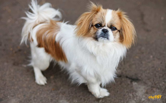 Mua Bán Chó Bắc Kinh Đẹp, Chó Pekingese Thông Minh Giá Tốt