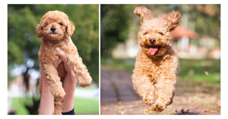 The Truth About Teacup Poodles and the Hidden Cost of Cuteness