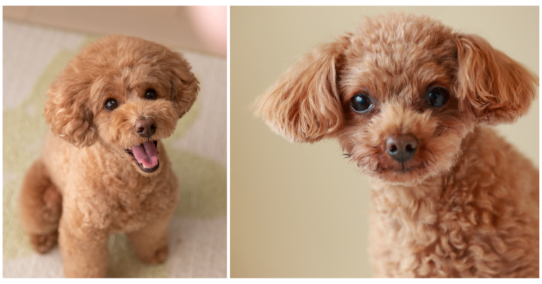 The Truth About Teacup Poodles and the Hidden Cost of Cuteness