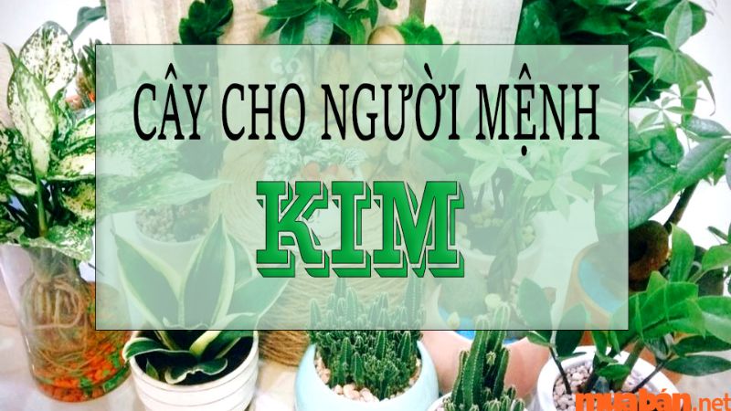 Tuổi Ngọ hợp cây gì? Tổng hợp cây phong thủy hợp người tuổi Ngọ