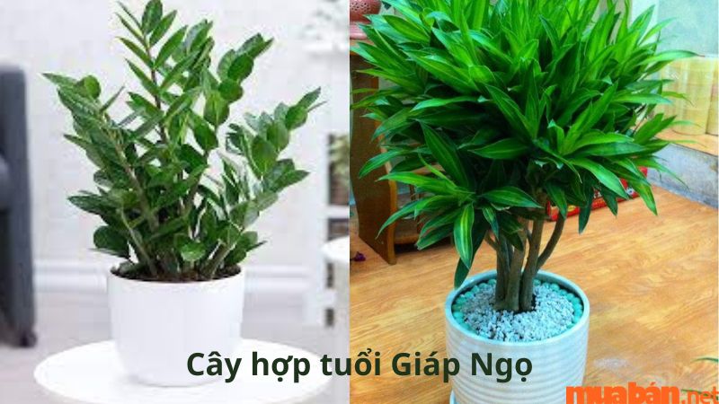 Tuổi Ngọ hợp cây gì? Tổng hợp cây phong thủy hợp người tuổi Ngọ