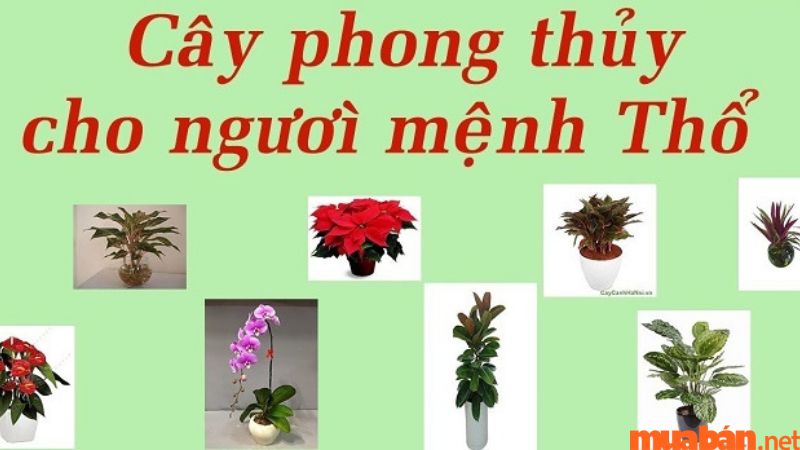 Tuổi Ngọ hợp cây gì? Tổng hợp cây phong thủy hợp người tuổi Ngọ