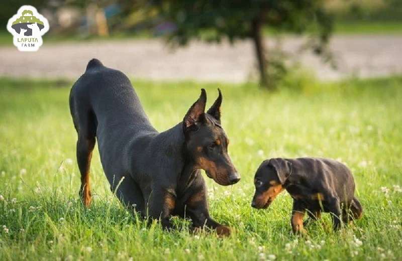 Chó Doberman giá bao nhiêu tiền? Địa chỉ mua TP HCM