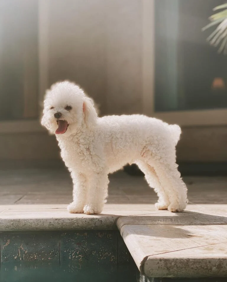 The Truth About Teacup Poodles and the Hidden Cost of Cuteness