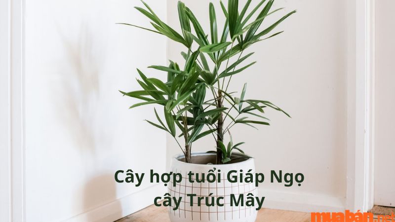 Tuổi Ngọ hợp cây gì? Tổng hợp cây phong thủy hợp người tuổi Ngọ