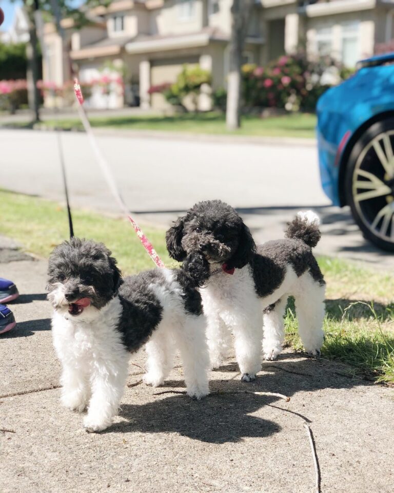 The Truth About Teacup Poodles and the Hidden Cost of Cuteness