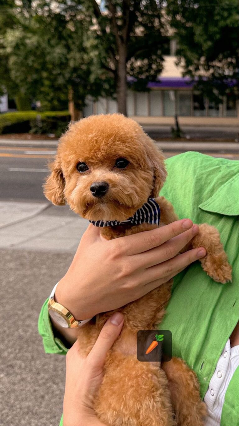 The Truth About Teacup Poodles and the Hidden Cost of Cuteness