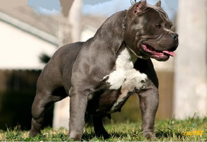 Chó Pitbull Pháp, Mỹ Thuần Chủng, Lai Đẹp, Thông Minh, Giá Rẻ