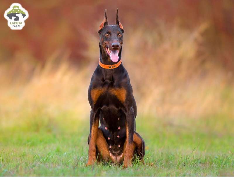 Chó Doberman giá bao nhiêu tiền? Địa chỉ mua TP HCM