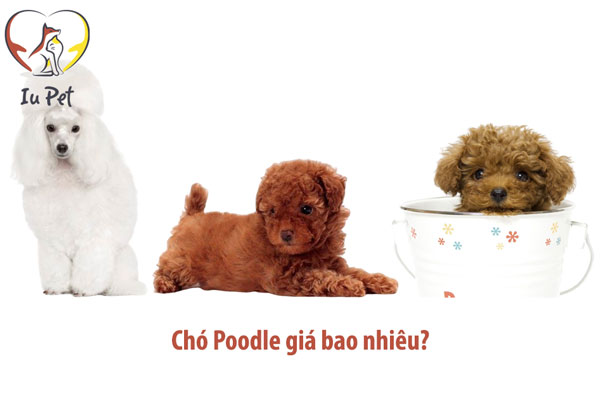 Giá chó Poodle là bao nhiêu? Bảng giá bán chó Poodle 2024