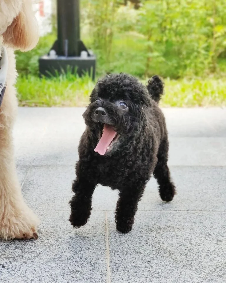 The Truth About Teacup Poodles and the Hidden Cost of Cuteness