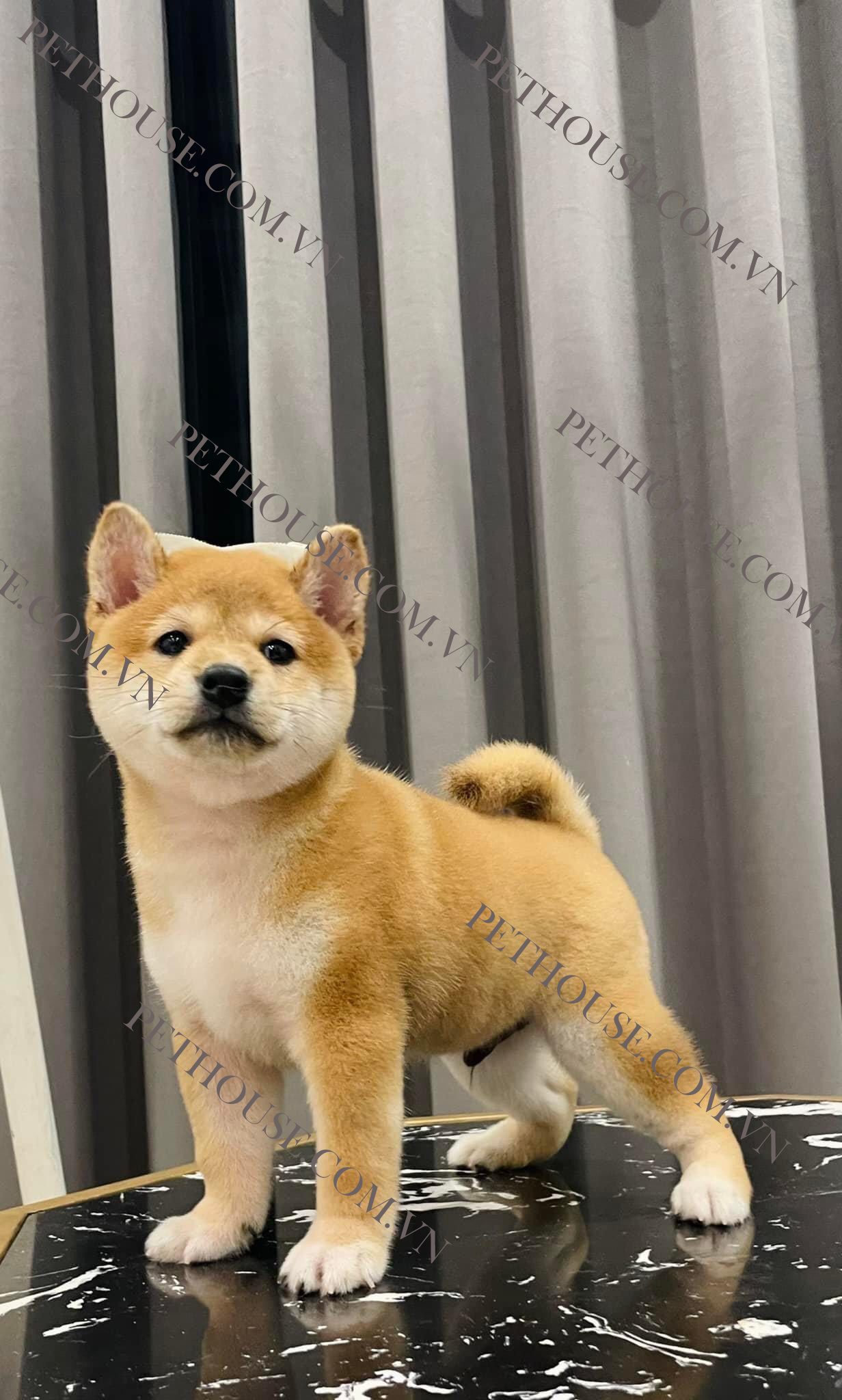 Chó Shiba Inu Thuần Chủng - Trại Chó Shiba HN và Tphcm