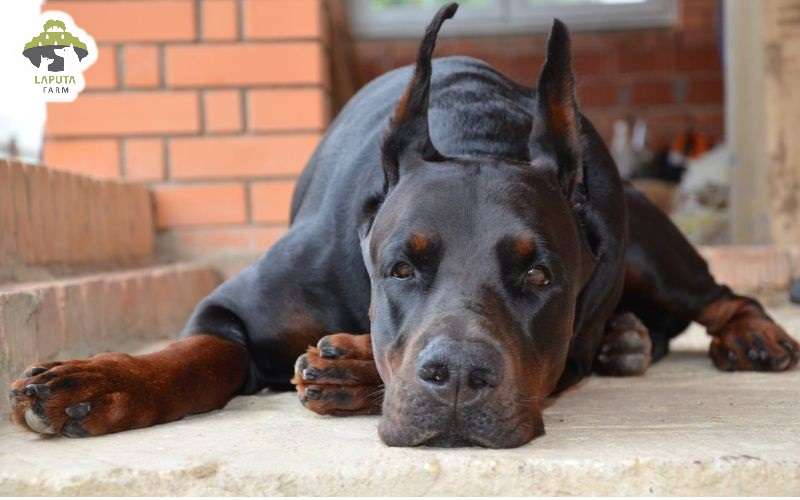 Chó Doberman giá bao nhiêu tiền? Địa chỉ mua TP HCM