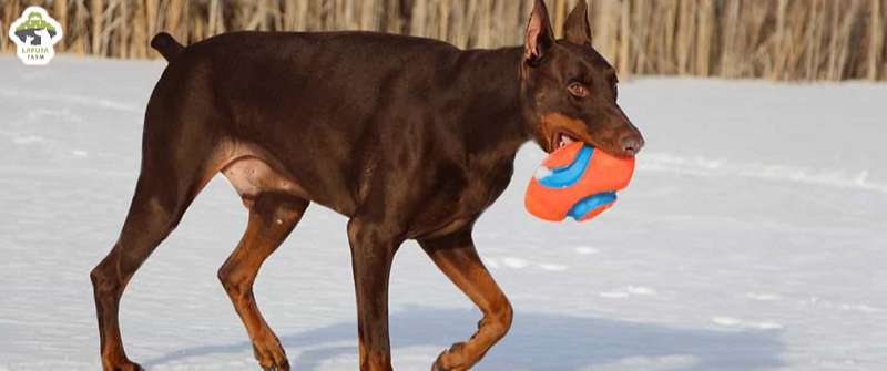 Chó Doberman giá bao nhiêu tiền? Địa chỉ mua TP HCM