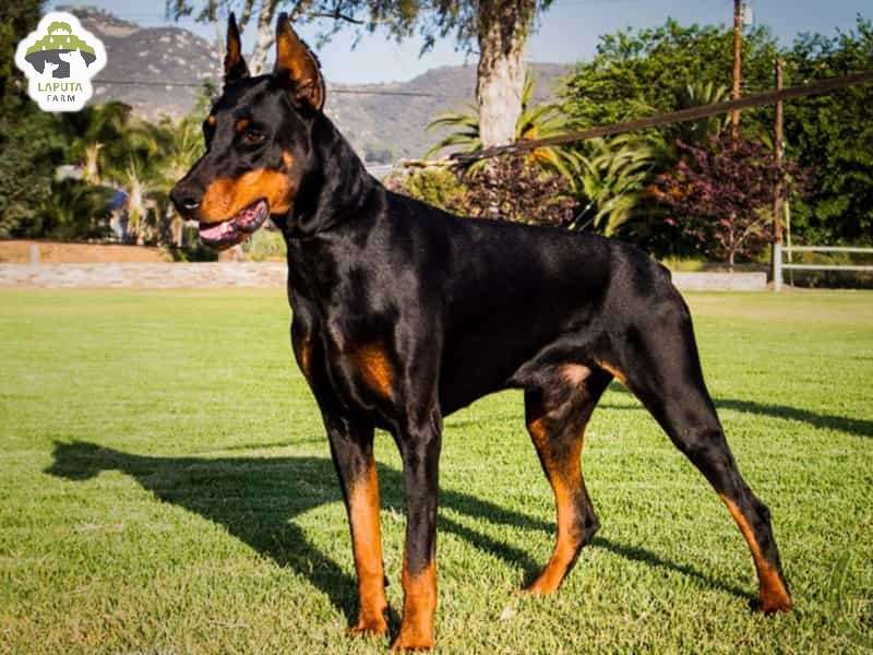 Chó Doberman giá bao nhiêu tiền? Địa chỉ mua TP HCM