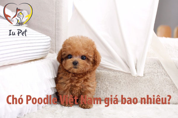 Giá chó Poodle là bao nhiêu? Bảng giá bán chó Poodle 2024