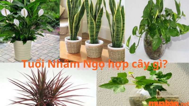 Tuổi Ngọ hợp cây gì? Tổng hợp cây phong thủy hợp người tuổi Ngọ