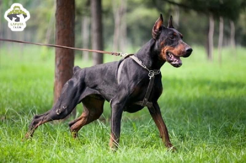 Chó Doberman giá bao nhiêu tiền? Địa chỉ mua TP HCM