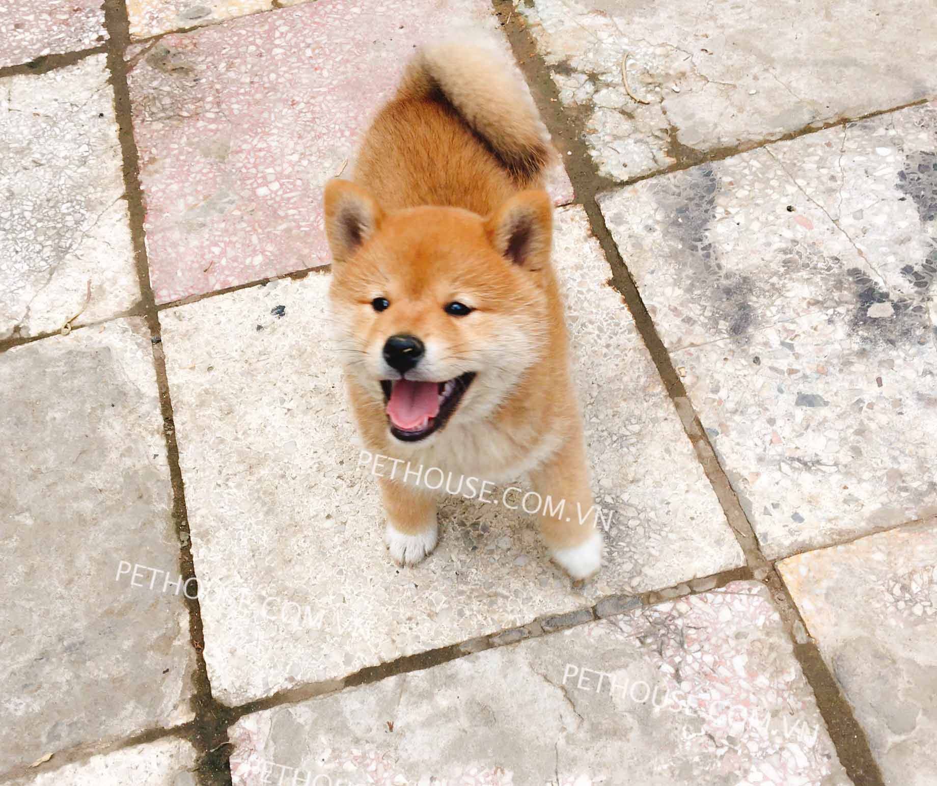 Chó Shiba Inu Thuần Chủng - Trại Chó Shiba HN và Tphcm