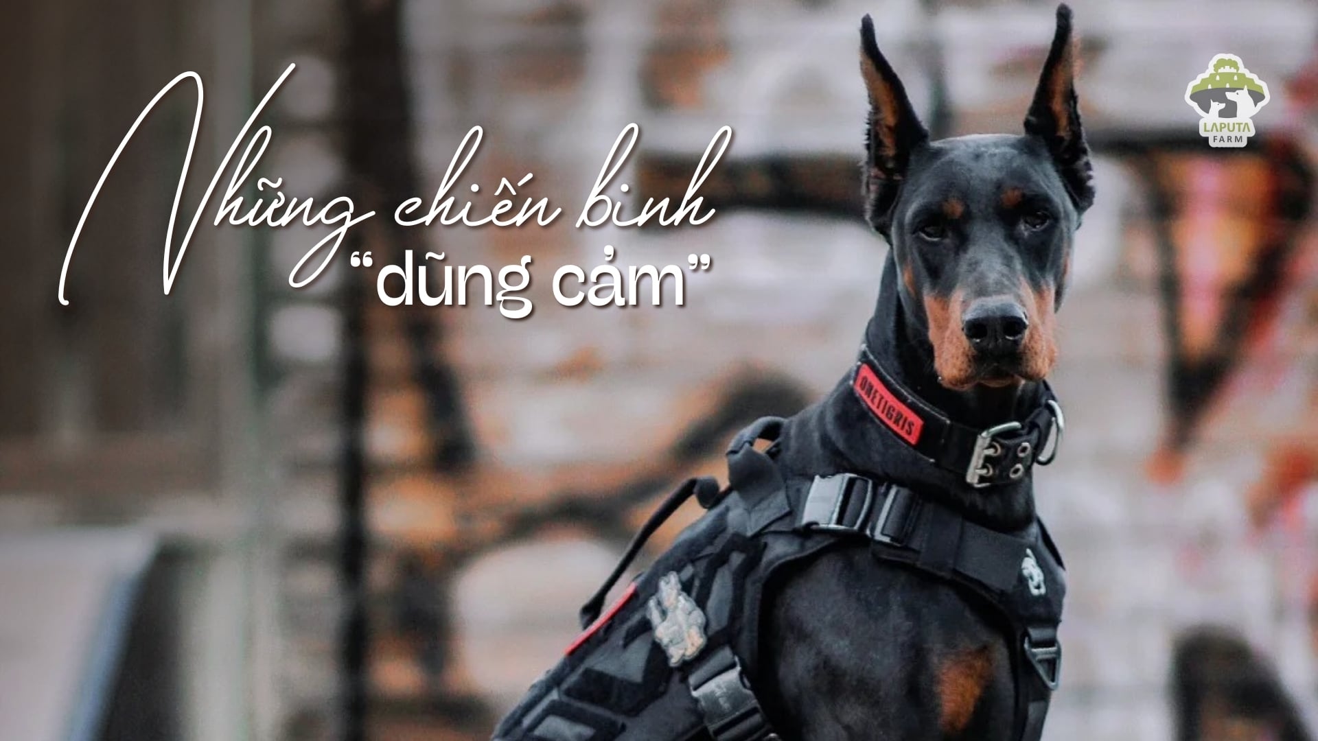 Chó Doberman giá bao nhiêu tiền? Địa chỉ mua TP HCM