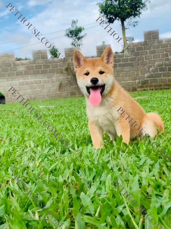 Chó Shiba Inu Thuần Chủng - Trại Chó Shiba HN và Tphcm