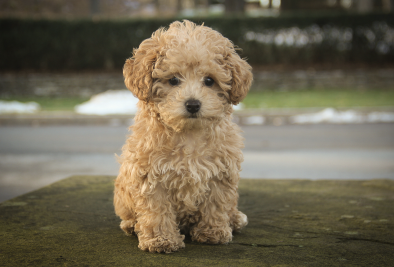 The Truth About Teacup Poodles and the Hidden Cost of Cuteness