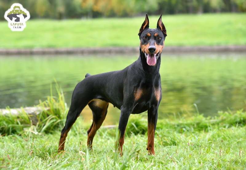 Chó Doberman giá bao nhiêu tiền? Địa chỉ mua TP HCM