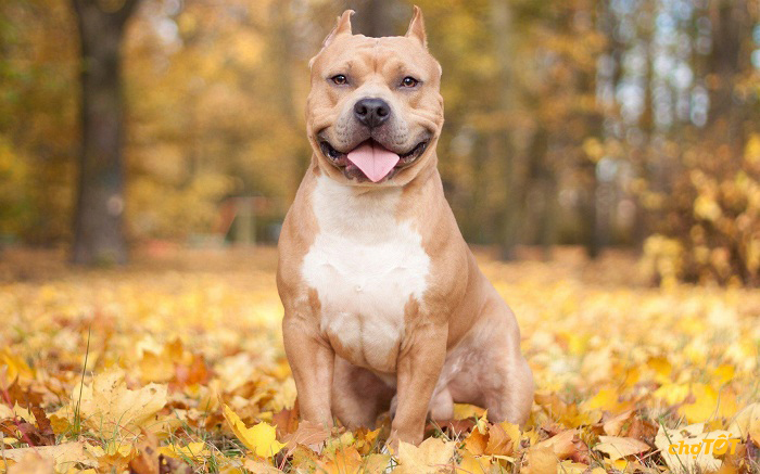 Chó Pitbull Pháp, Mỹ Thuần Chủng, Lai Đẹp, Thông Minh, Giá Rẻ