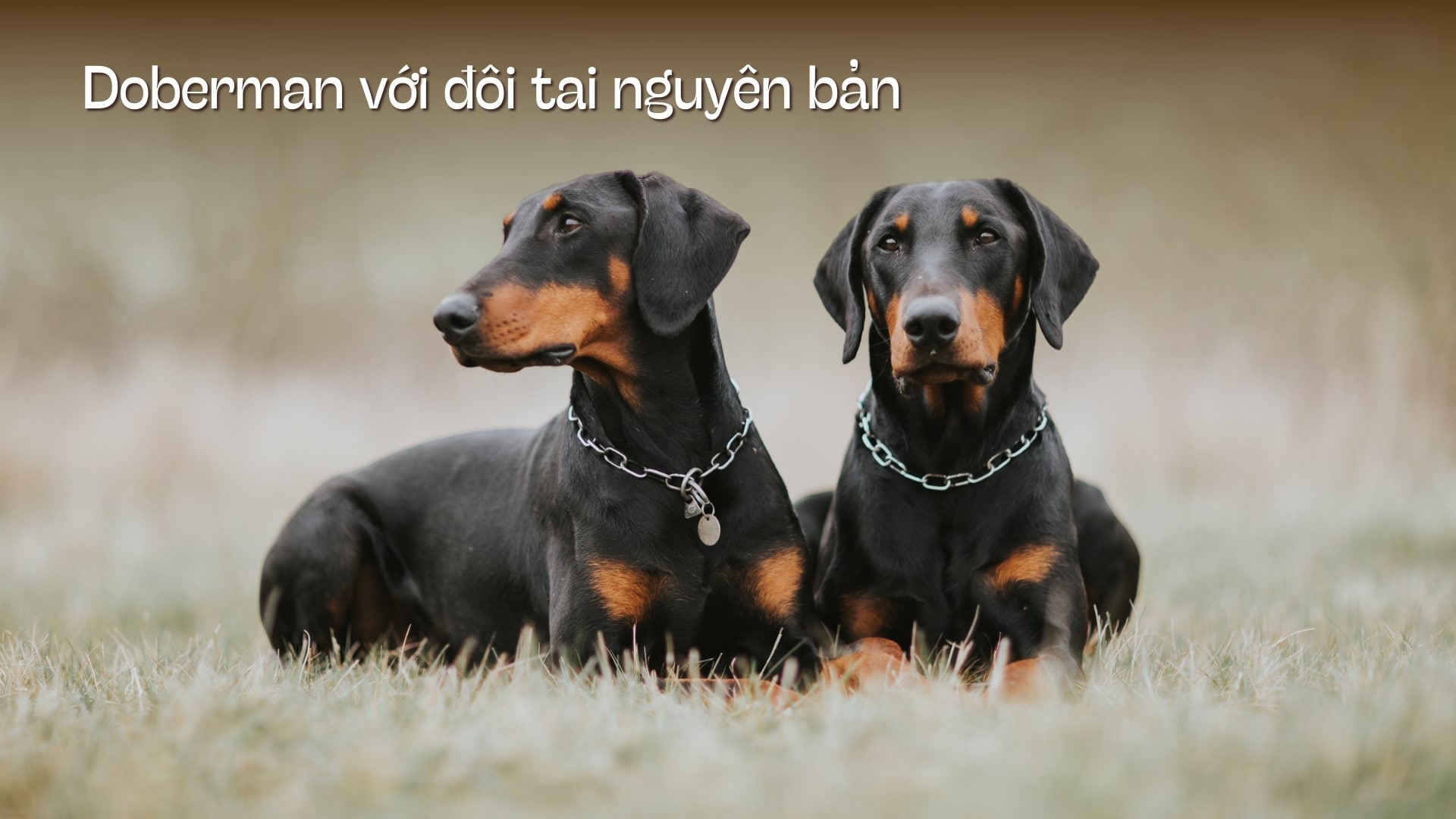 Chó Doberman giá bao nhiêu tiền? Địa chỉ mua TP HCM