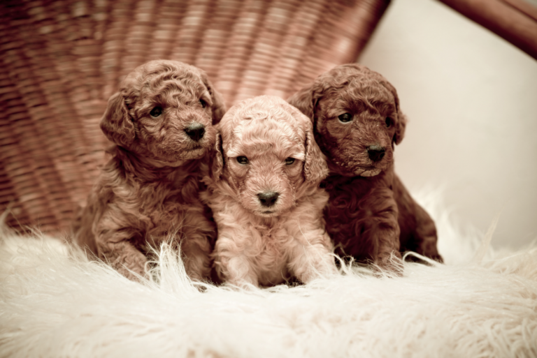 The Truth About Teacup Poodles and the Hidden Cost of Cuteness