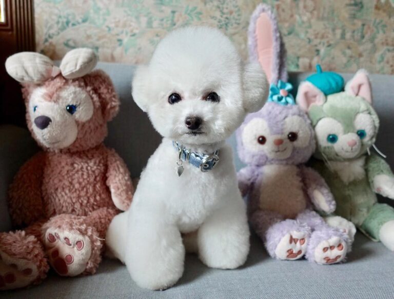 The Truth About Teacup Poodles and the Hidden Cost of Cuteness