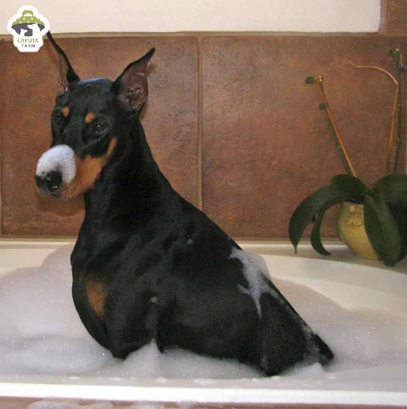 Chó Doberman giá bao nhiêu tiền? Địa chỉ mua TP HCM