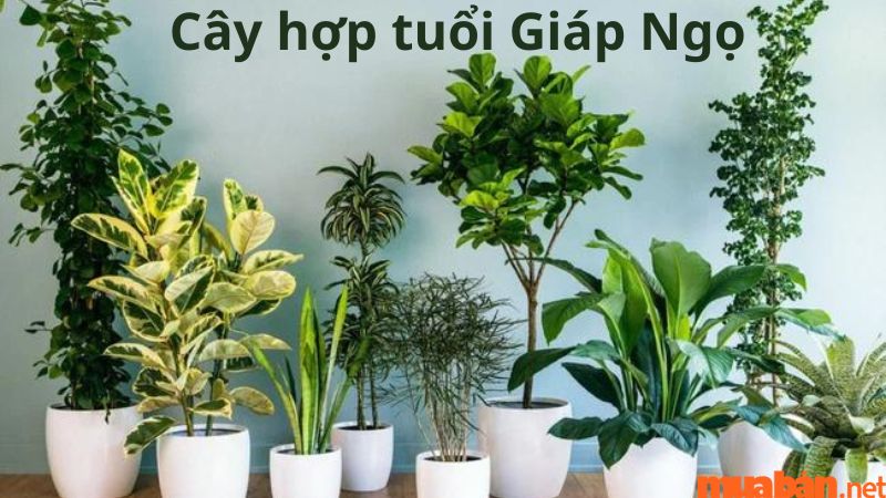 Tuổi Ngọ hợp cây gì? Tổng hợp cây phong thủy hợp người tuổi Ngọ