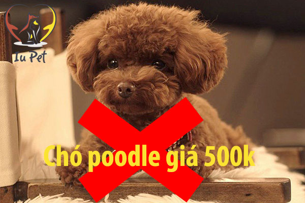 Giá chó Poodle là bao nhiêu? Bảng giá bán chó Poodle 2024