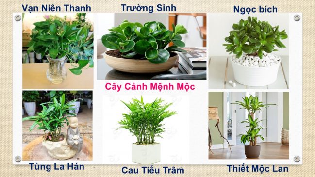 Tuổi Ngọ hợp cây gì? Cây phong thủy tuổi Ngọ: 1966, 1978, 1990, 2002