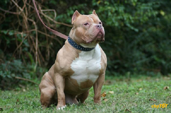 Chó Pitbull Pháp, Mỹ Thuần Chủng, Lai Đẹp, Thông Minh, Giá Rẻ