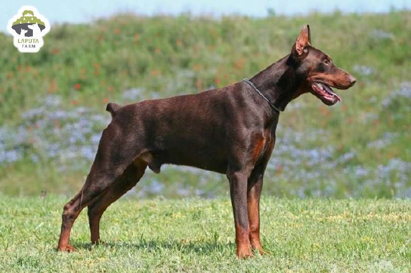 Chó Doberman giá bao nhiêu tiền? Địa chỉ mua TP HCM