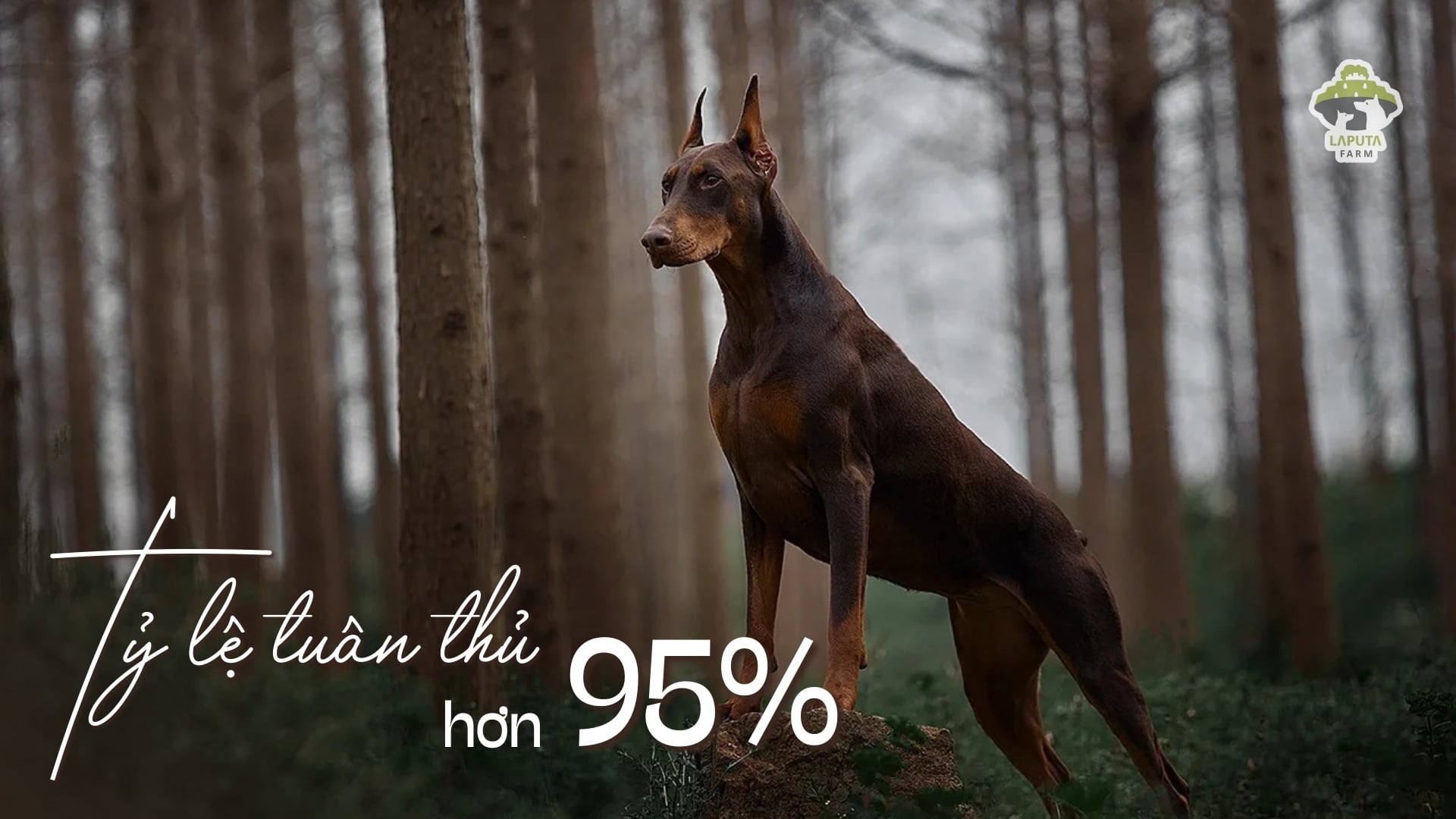 Chó Doberman giá bao nhiêu tiền? Địa chỉ mua TP HCM